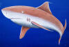 Detail from Starry Eyed Shark, by Lee James Pantas